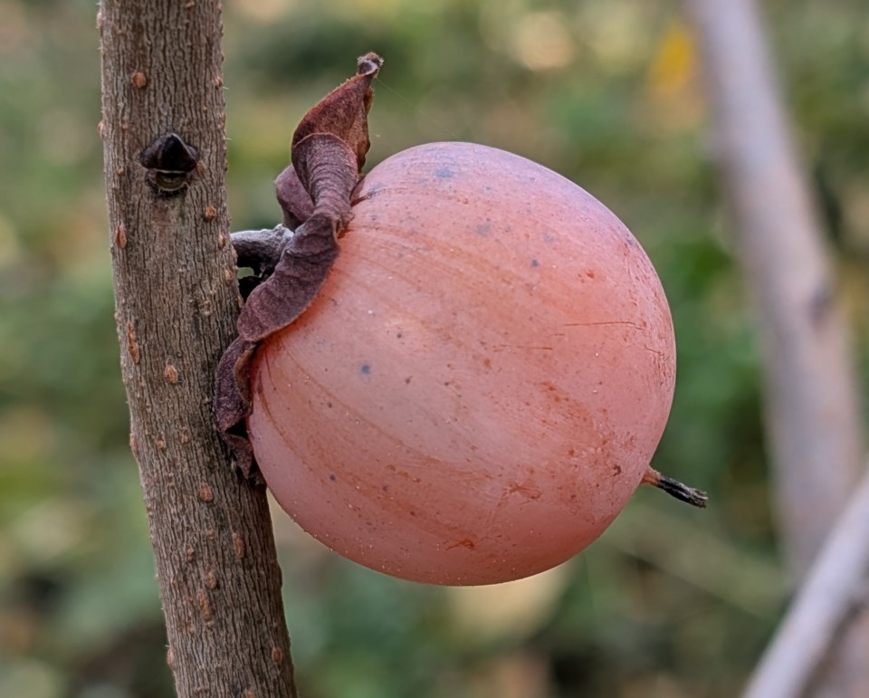 Am persimmon Improved Geneva